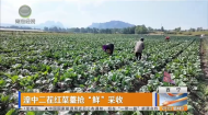 湟中二茬红菜薹抢“鲜”采收