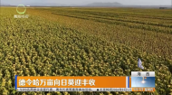 德令哈万亩向日葵迎丰收