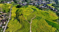 福建罗源：梯田铺金浪 乡景引客来