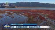 【大美短视频·这就是青海】乌兰：红草铺就高原景 湿地欢腾万物栖