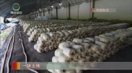 光伏板下种出“金蘑菇”
