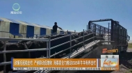 政策托底稳出栏 产销联动促增收 海晏县全力推动2026年牛羊有序出栏