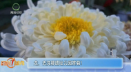 走，去沈那遗址公园赏菊!