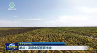 在希望的田野上 都兰：高原食葵喜获丰收