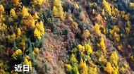 循化柴沟林场秋景如画 彩林叠翠染秋山