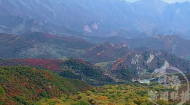 藏在青海山谷的秋日浪漫 金秋群加彩林上线！