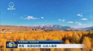 【大美短视频·这就是青海】贵南：高原绘秋图 山谷入画来