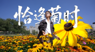 恰逢菊时 把秋色揉进城北花海