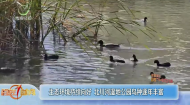 生态环境持续向好 北川河湿地公园鸟种逐年丰富