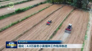 市州县传真 循化：4.8万亩冬小麦播种工作有序推进
