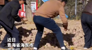 金秋收金薯 乡土乐融融！海东平安丰收节绘就和美乡村画卷