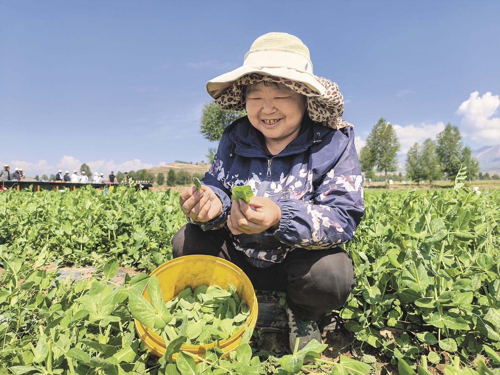 王存英正在采摘豆苗。