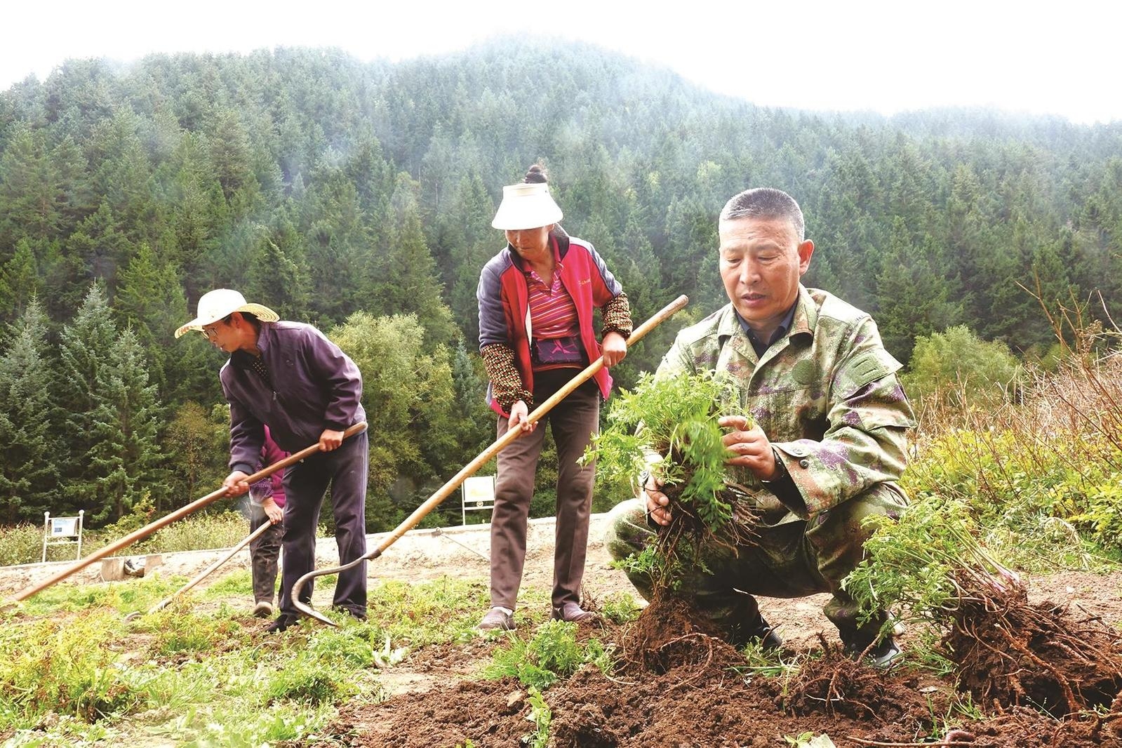 北山林场苗木繁育
