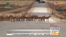 可可西里的坚守：跨越时代的生态保护之约