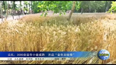 尖扎：3000余亩冬小麦成熟 开启“金色丰收季”