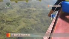 西宁白沙滩公园：随意放生 牛蛙入侵