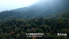 《熊猫奇遇记》（第一季）第4集