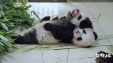 《熊猫奇遇记》（第一季）第2集