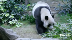 《熊猫奇遇记》（第一季）第6集