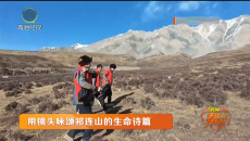 用镜头咏颂祁连山的生命诗篇