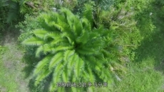 《中国海南·雨林秘境》第1集