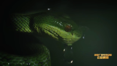 《中国海南·雨林秘境》第2集