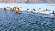 全球连线丨跳民族舞、找阿诗玛，泰国姑娘探访世界遗产地云南石林