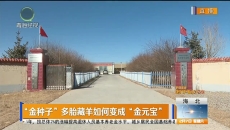 “金种子”多胎藏羊如何变成“金元宝”