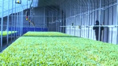 高原菜苗“智能化”！效率拉满温室秒变“育苗车间”