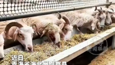 从散养到智养刚察藏羊搭上“数字化快车”