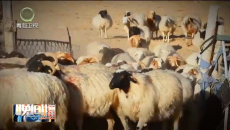 晚间播报 20260210