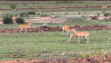 1时间帮女郎 20260227