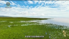 青海湖国家公园 共生之湖