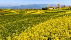 过敏季提前 全国春季花粉预报地图来了