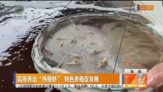 高原养出“热带虾”特色养殖促发展