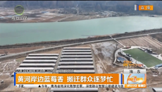 黄河岸边蓝莓香 搬迁群众逐梦忙