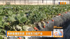 春耕备播保农资 全链发力促产业