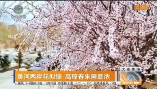 黄河两岸花似锦 高原春来画意浓