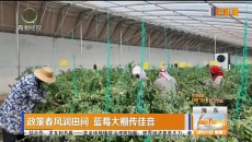 政策春风润田间 蓝莓大棚传佳音