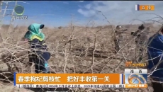 春季枸杞剪枝忙 把好丰收第一关