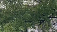 飞絮+花粉过敏如何及时规范治疗？这份防护指南请收