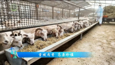 今日青海 20260415 雪域肉香 高原珍馐