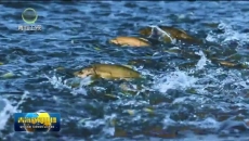 青海湖裸鲤资源量达13.3万吨 生态保护成效显著