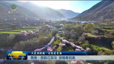 大美短视频·这就是青海 黄南：杏韵江龙沟 定格春日美