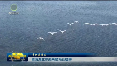 市州县传真 青海湖北岸迎来候鸟迁徙季