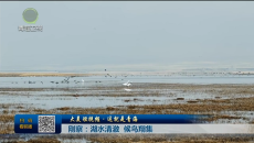 【大美短视频·这就是青海】刚察：湖水清澈 候鸟翔集