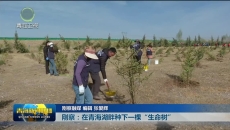 【市州县传真】刚察：在青海湖畔种下一棵“生命树
