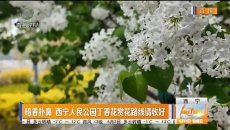 暗香扑鼻 西宁人民公园丁香花赏花路线请收好