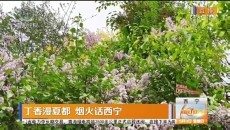 丁香漫夏都 烟火话西宁