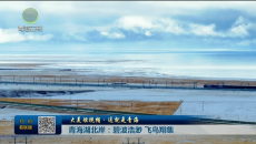 大美短视频·这就是青海 青海湖北岸：碧波浩渺 飞鸟翔集